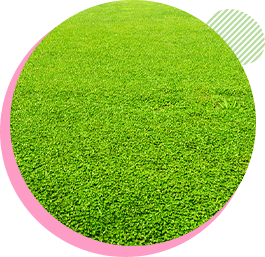 天然芝・人工芝