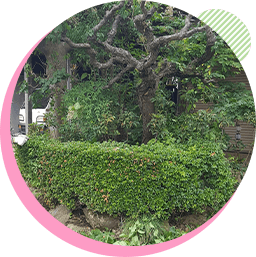 庭木・植木の施工